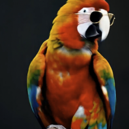 Pet Dance : Transformez votre animal en star de la danse !